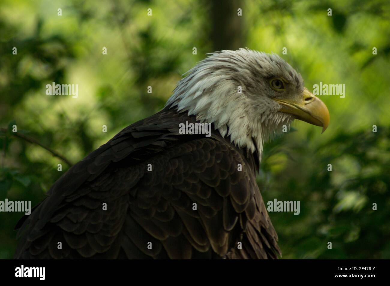 Adler - Nahaufnahme eines majestätischen Weißkopfadlers mit seinem markanten weißen Kopf und seinem scharfen gelben Schnabel vor einem natürlichen grünen Hintergrund. Stockfoto