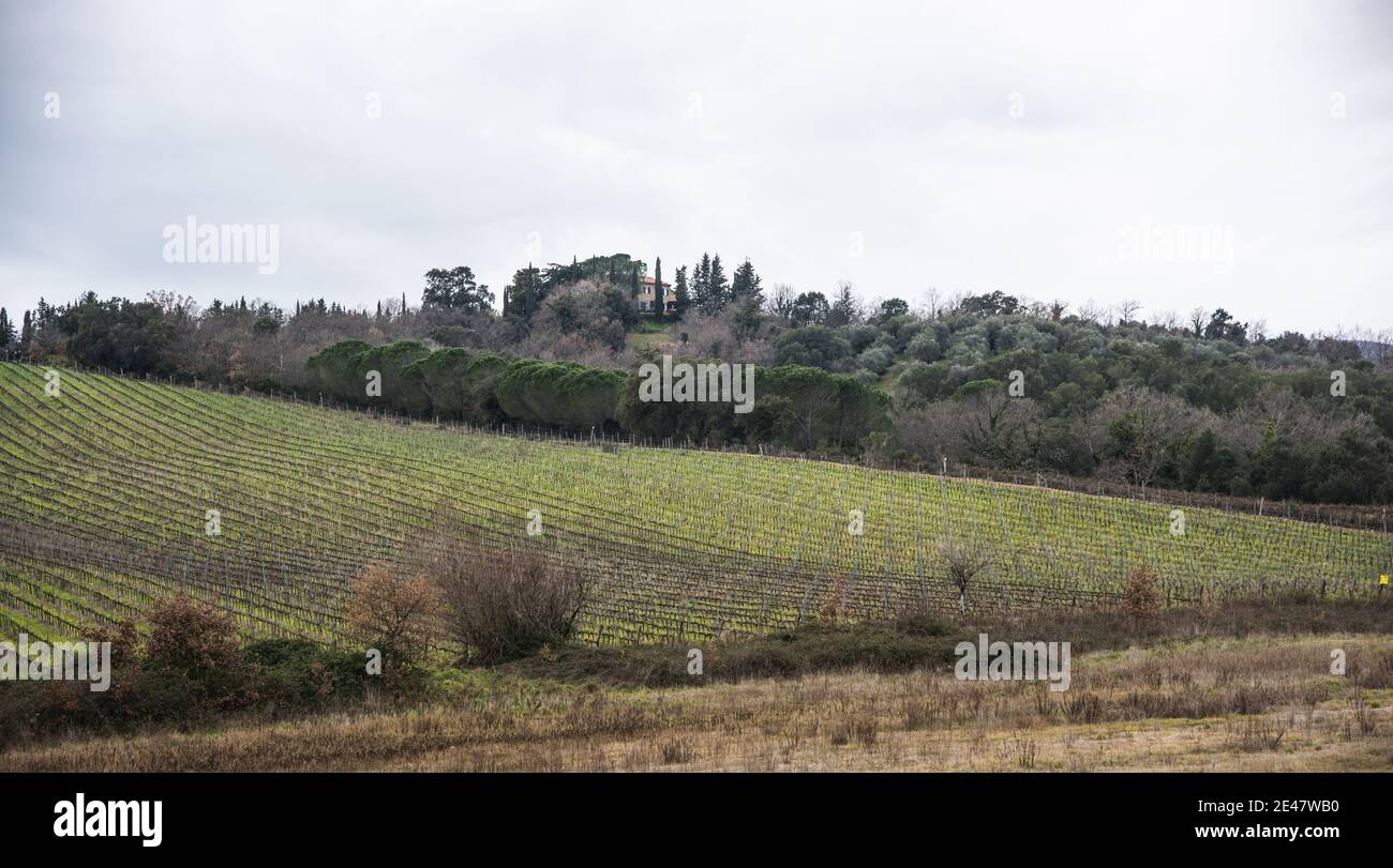 Typische toskanische Landschaft mit Reben und Olivenbäumen Stockfoto