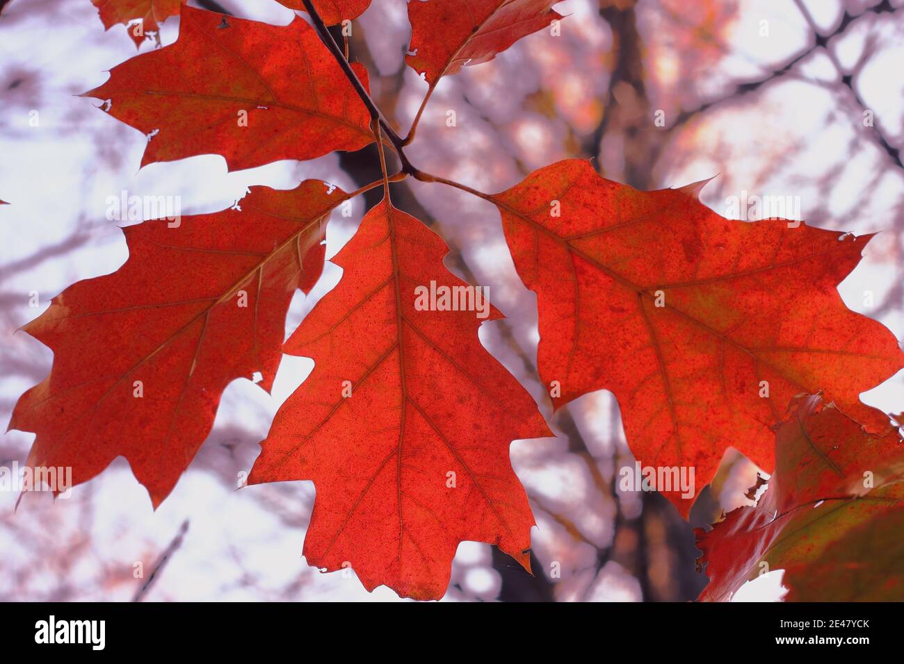 Herbst rote Eichenblätter auf verschwommenem blauen Himmel Hintergrund Stockfoto