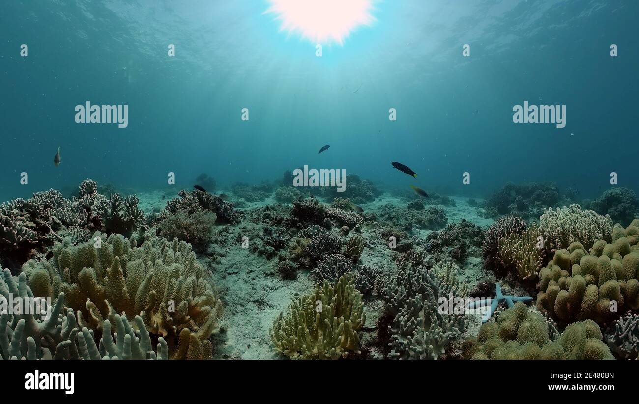 Unterwasserfischen Riff marine. Tropische farbenfrohe Unterwasserlandschaft. Philippinen. Stockfoto