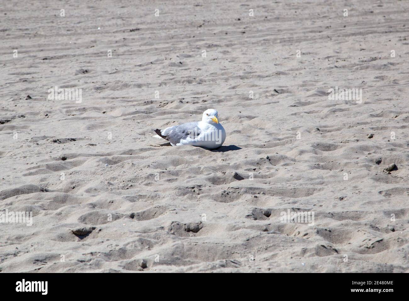 Möwen liegen am Strand bei Zempin auf Nahrung von Badegäste. Stockfoto