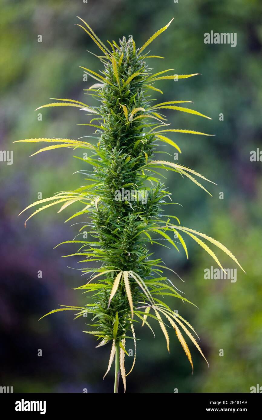 Cannabis-Blume (Cannabis Sativa) Stockfoto