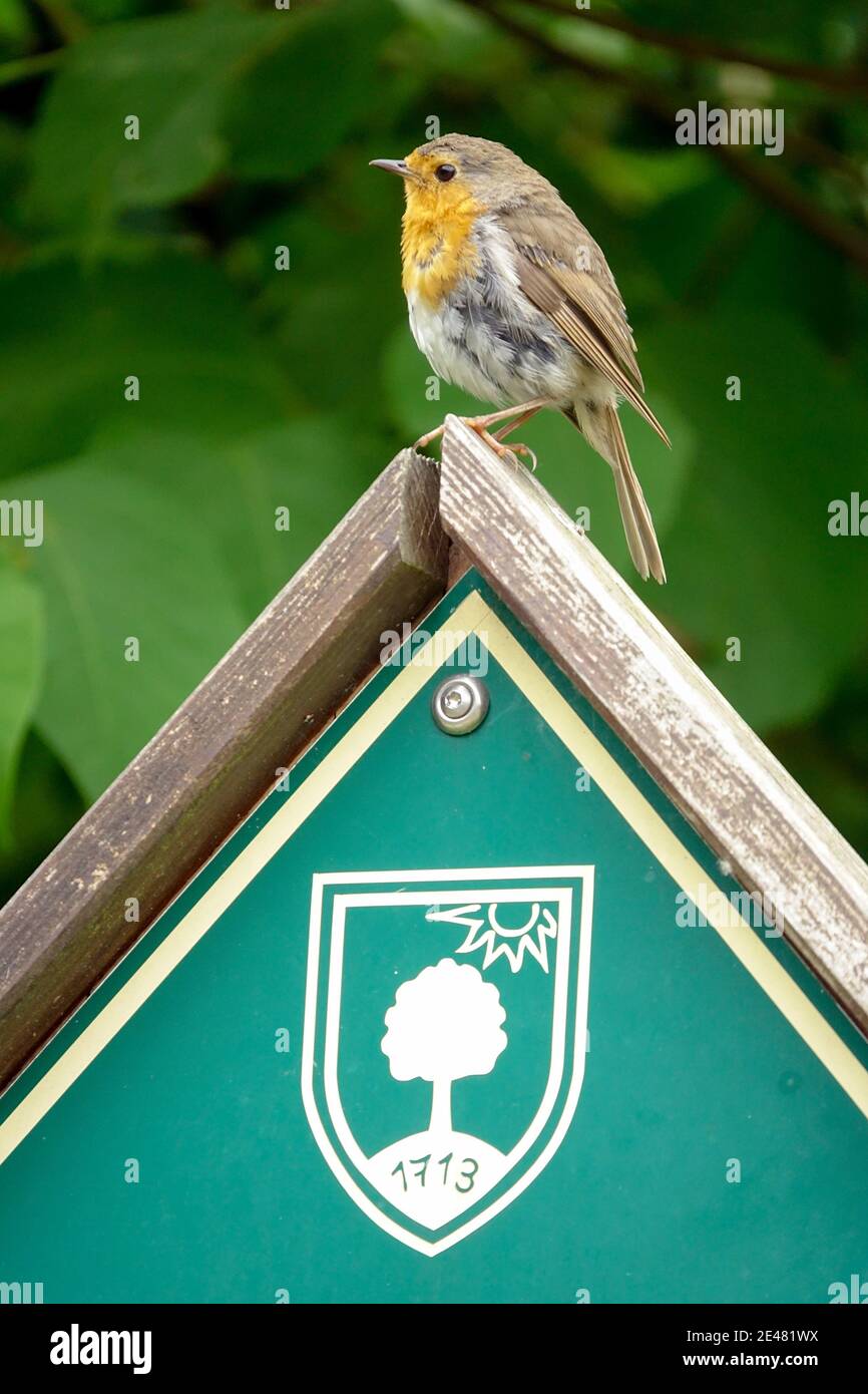 Europäischer Rotkehlchen auf einem Holzpfosten Sachsen Deutschland Elbtal Tierwelt Sächsische Schweiz Tiere Stockfoto