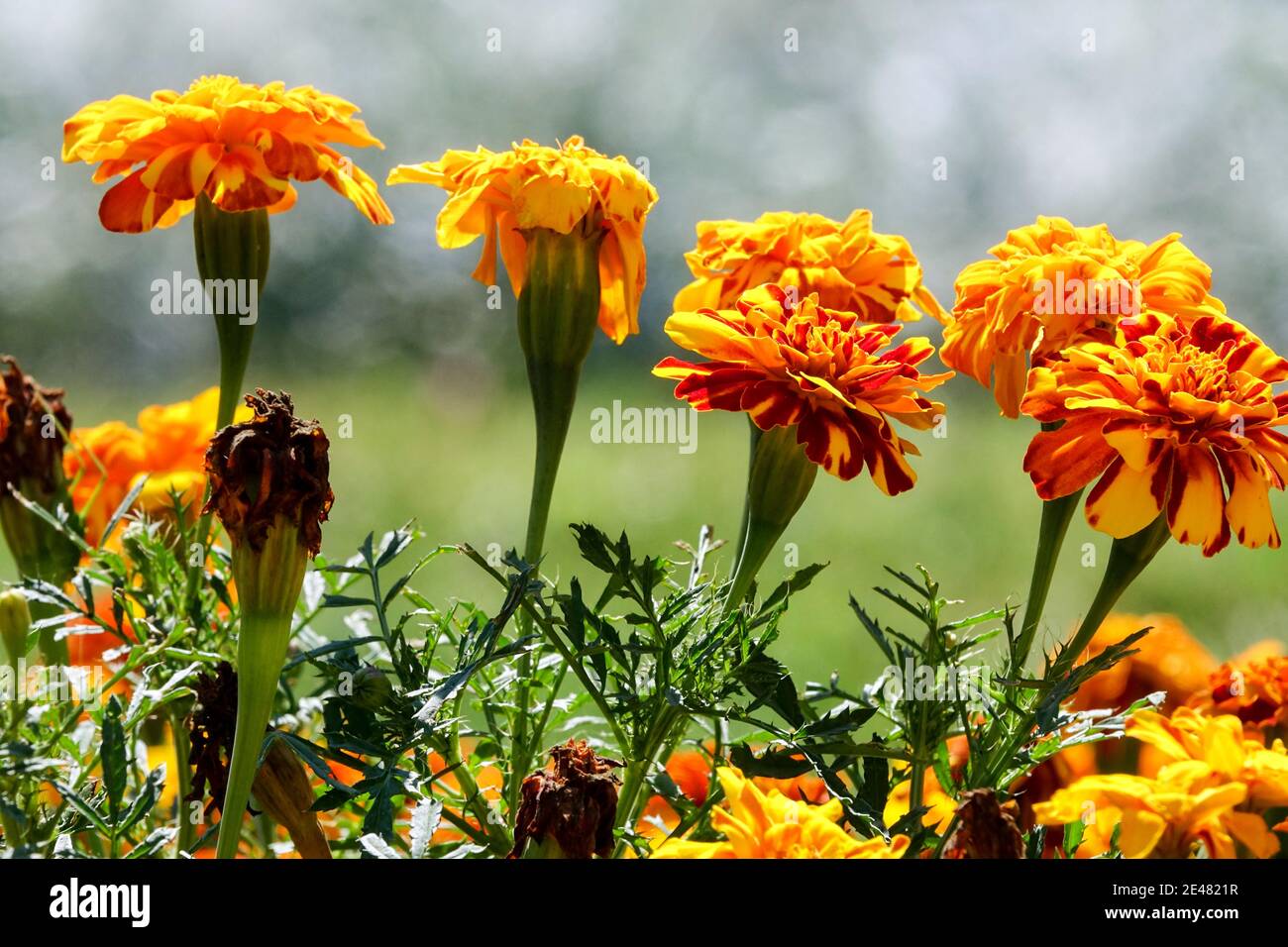 Orange Blumen afrikanische Ringelblumen Blumenköpfe tagetes Stockfoto