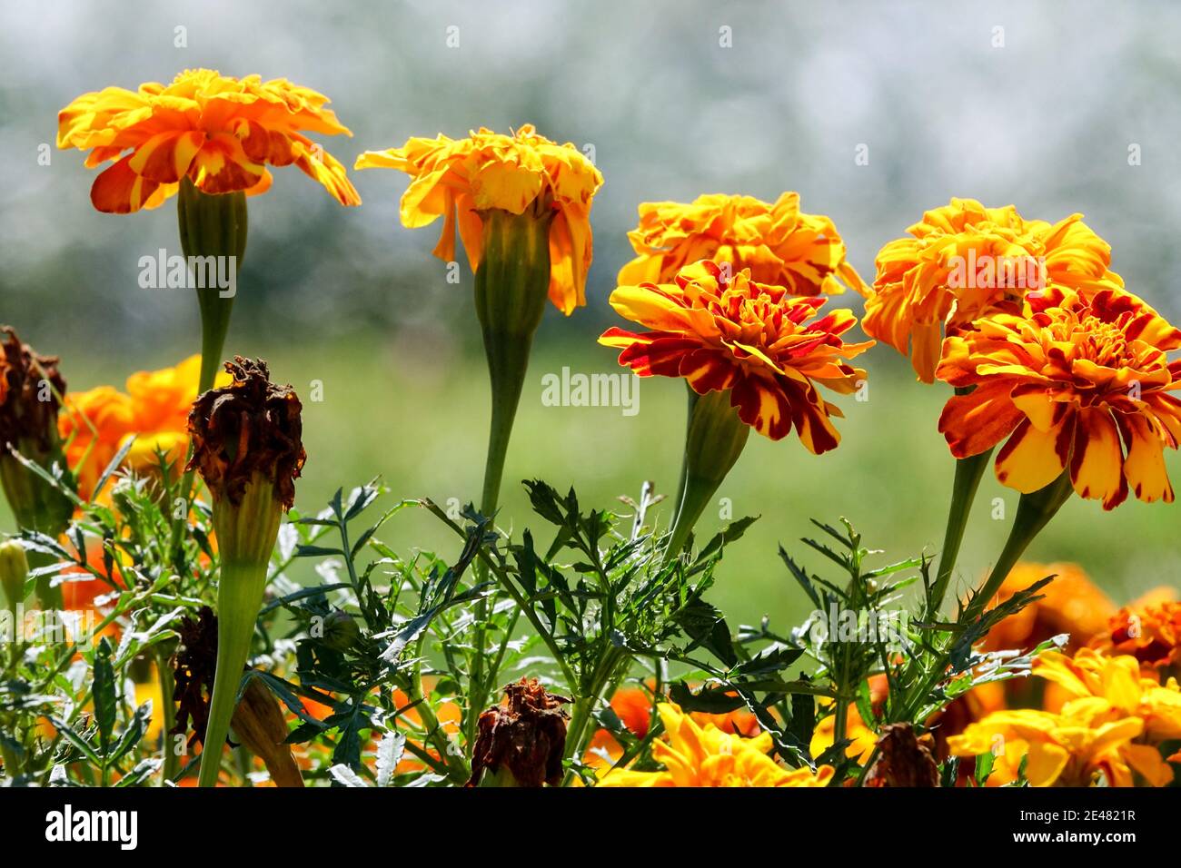 Orange Blumen Ringelblumen Tagesetes Stockfoto
