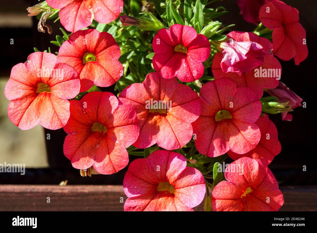 Million Bells Calibrachoa Calli Orange auf der Fensterbank Stockfoto
