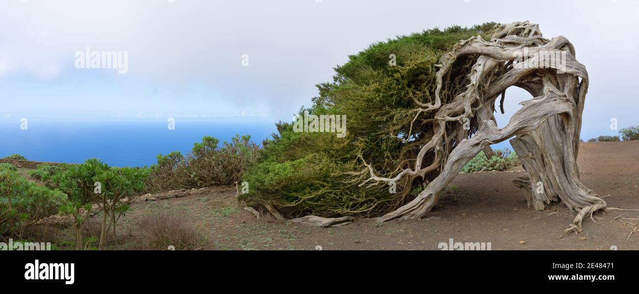 El Hierro - der berühmte Sabina Wacholderbaum, Wahrzeichen der Insel Stockfoto