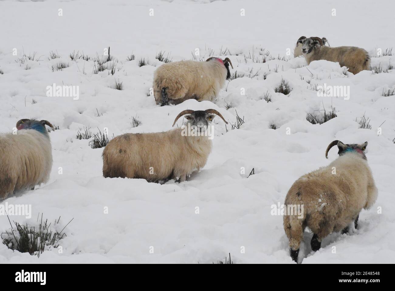 Borders Region .Schottland. 21. Januar 21 Storm Christophe brachte über Nacht Schnee zu den Scottish Borders & Midlothian . Bild zeigt Winter lan Stockfoto