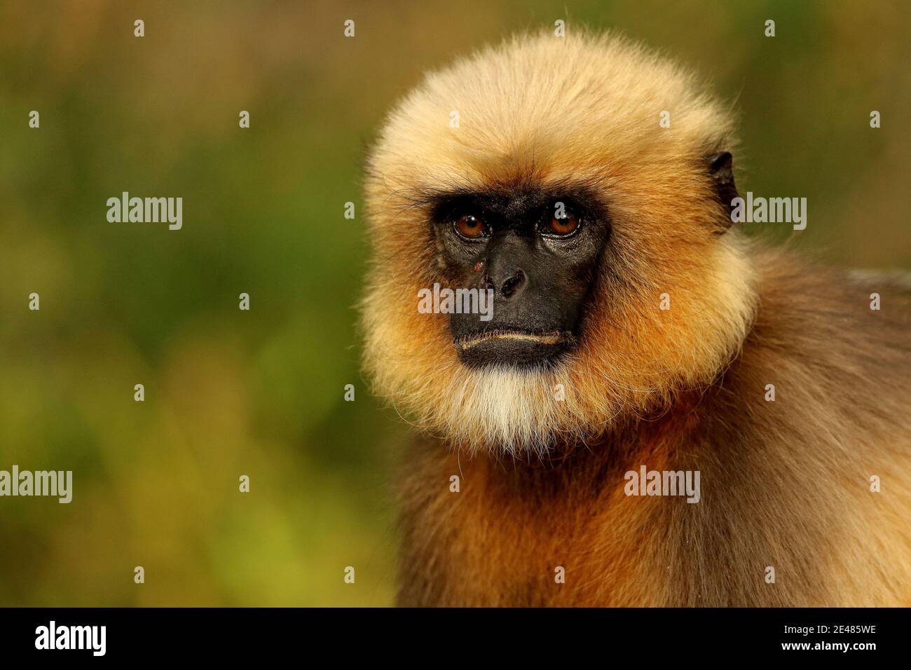 Hanuman Langur, Semnopithecus entellus, Bhadra Tiger Reserve, Karnataka Indien Stockfoto