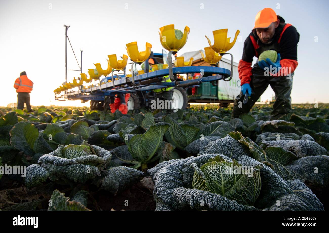 Arbeiter ernten savoy-Kohl bei TH Clements in der Nähe von Boston in Lincolnshire. Bilddatum: Freitag, 22. Januar 2021. Stockfoto
