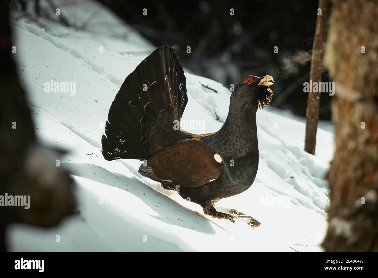 Männchen von Capercaillie im Frühfrühlingswald. Der westliche Auerhahn. Wissenschaftlicher Name: Tetrao urogallus. Stockfoto