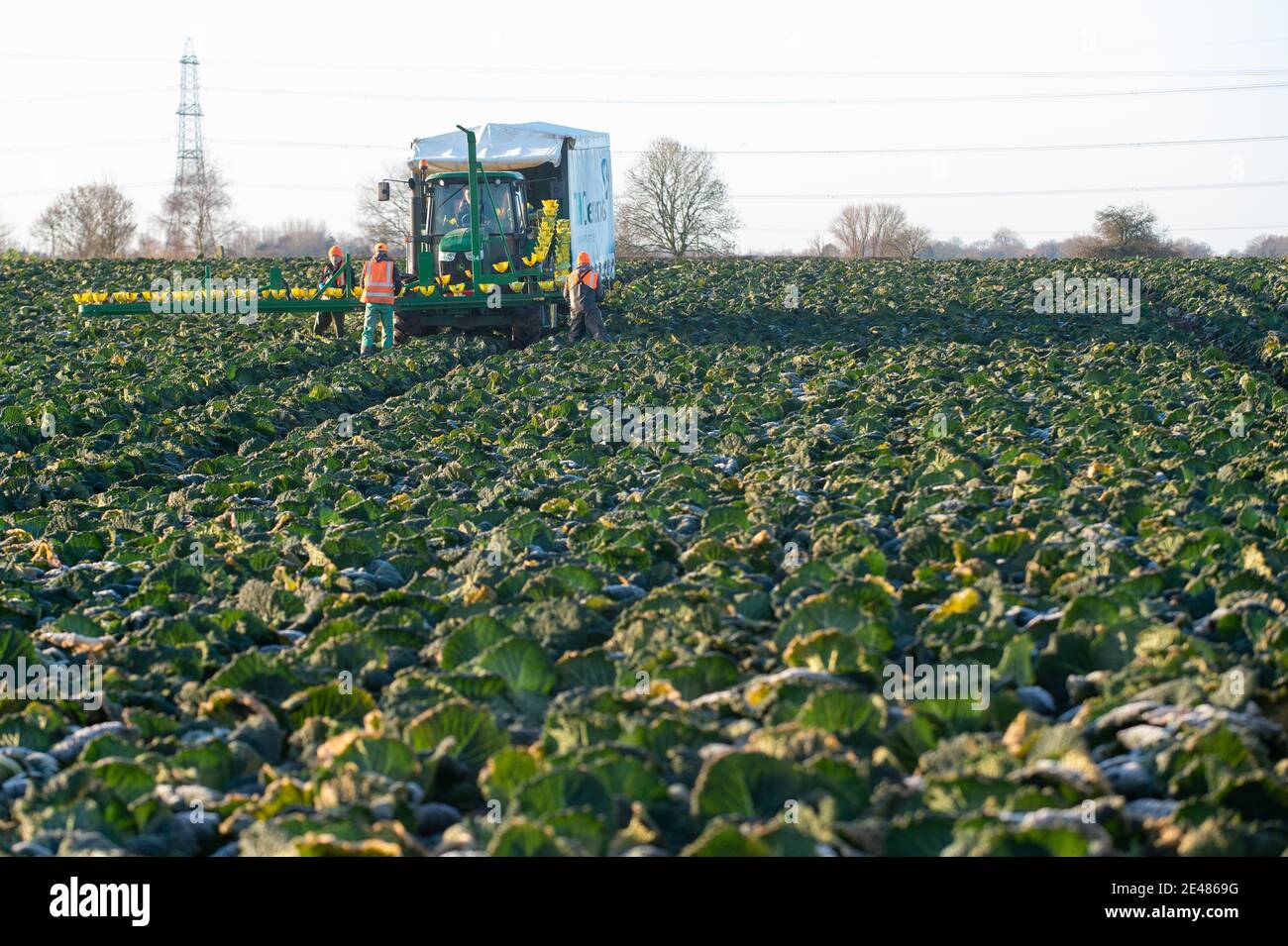 Arbeiter ernten savoy-Kohl bei TH Clements in der Nähe von Boston in Lincolnshire. Bilddatum: Freitag, 22. Januar 2021. Stockfoto