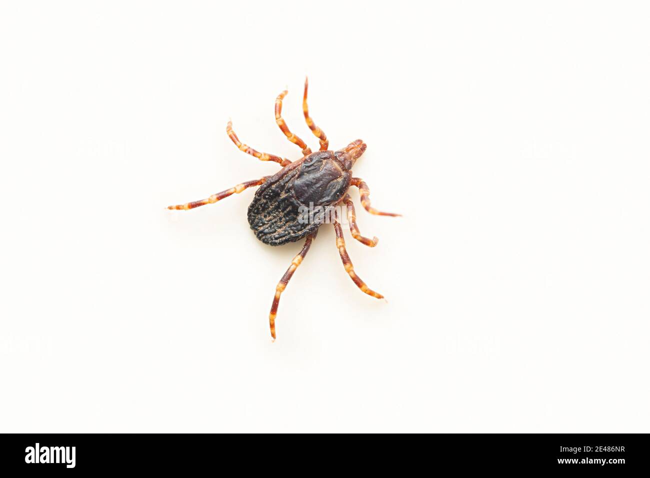 Cayenne tick, Amblyomma cajennense, Satara, Maharashtra, Indien Stockfoto