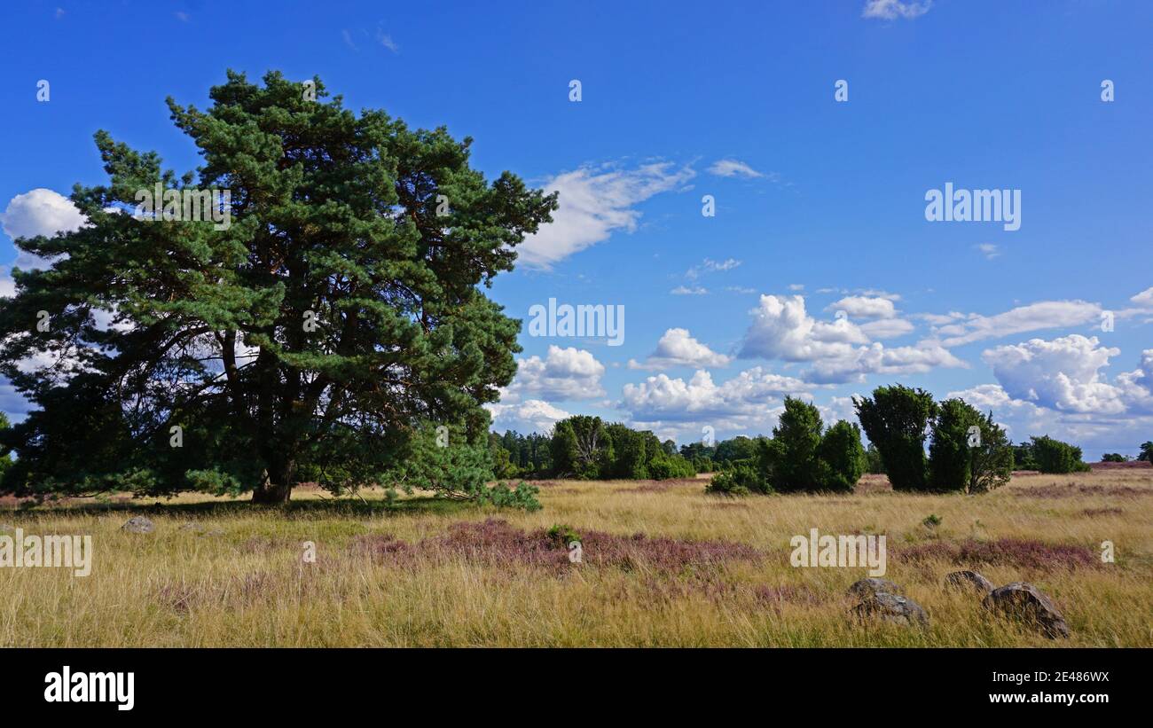 Landschaft in der Lüneburger Heide. Blühende Heidepflanzen bei Lüneburg. Stockfoto