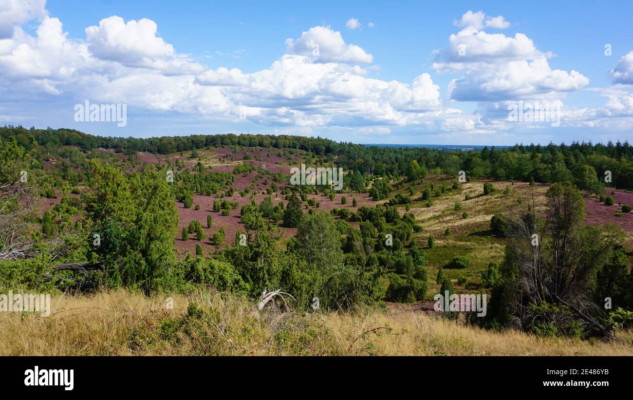 Landschaft in der Lüneburger Heide. Blühende Heidepflanzen bei Lüneburg. Stockfoto