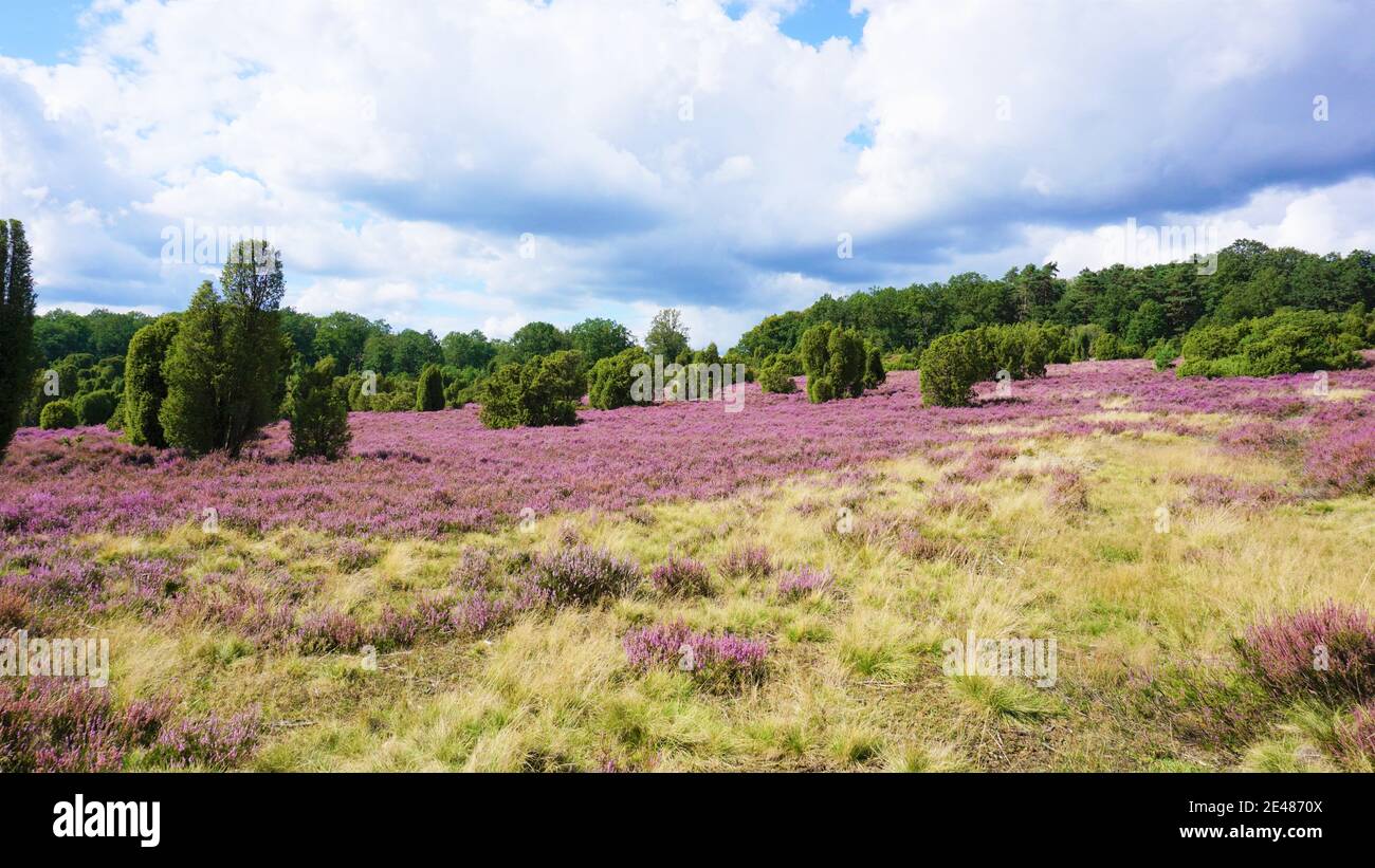 Landschaft in der Lüneburger Heide. Blühende Heidepflanzen bei Lüneburg. Stockfoto