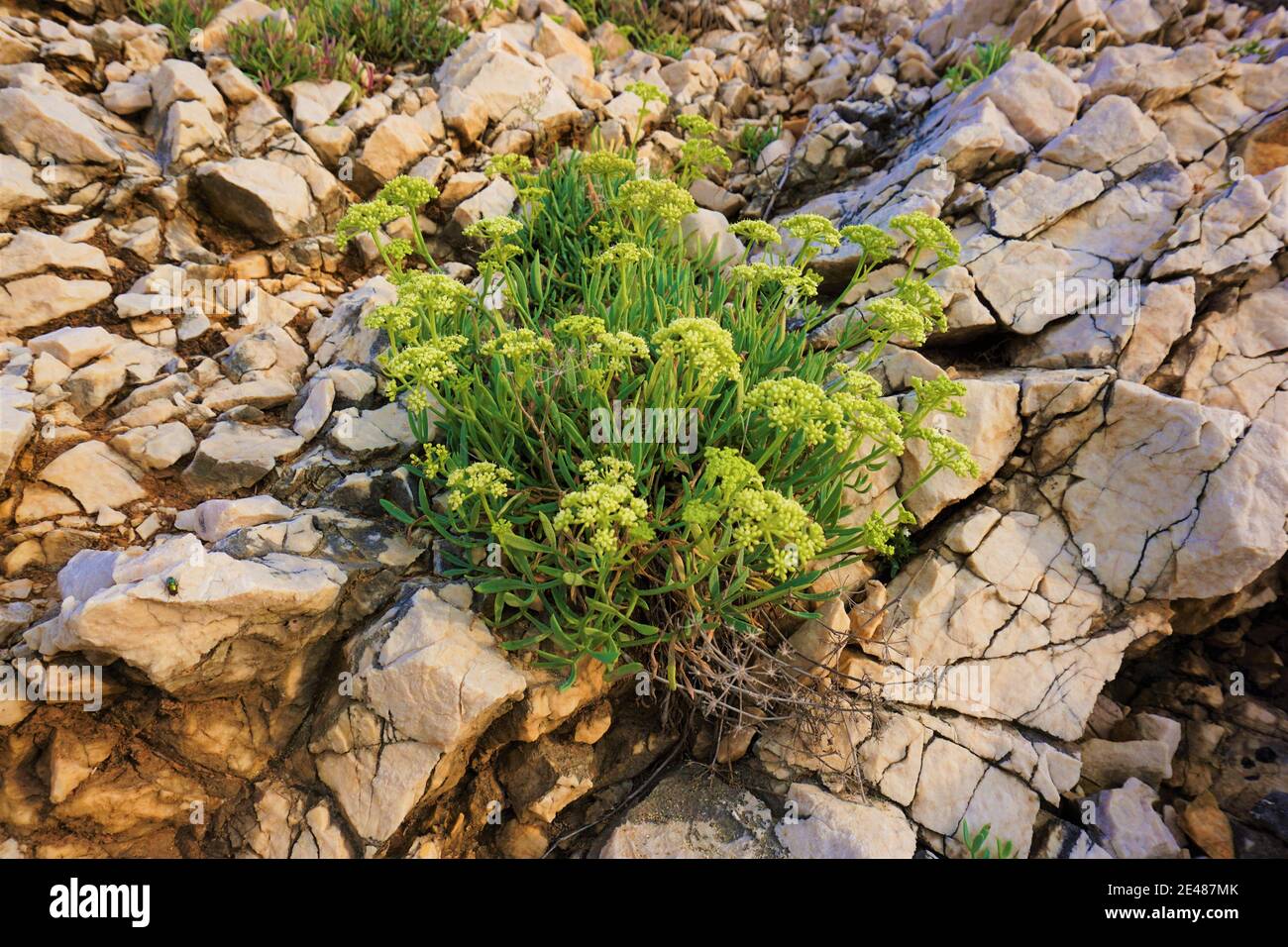 Meerfenchel auf felsigen Boden angebaut. Robuste Pflanze mit Blumen. Crithmum maritimum Stockfoto