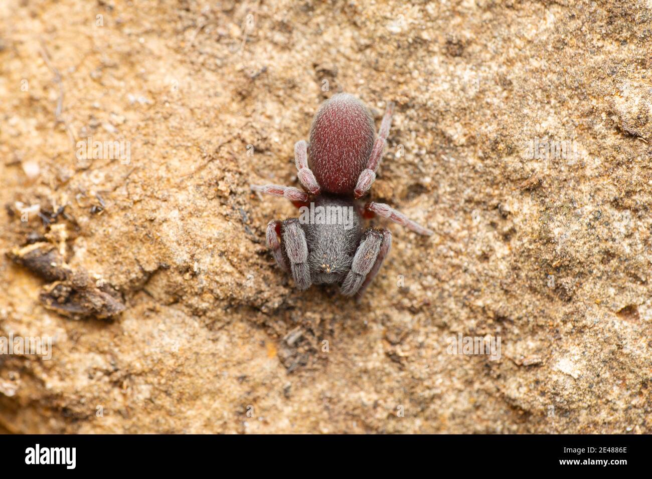 Samt Boden Wohnung Spinne, Palpimanus gibbulus, Satara, Maharashtra, Indien Stockfoto