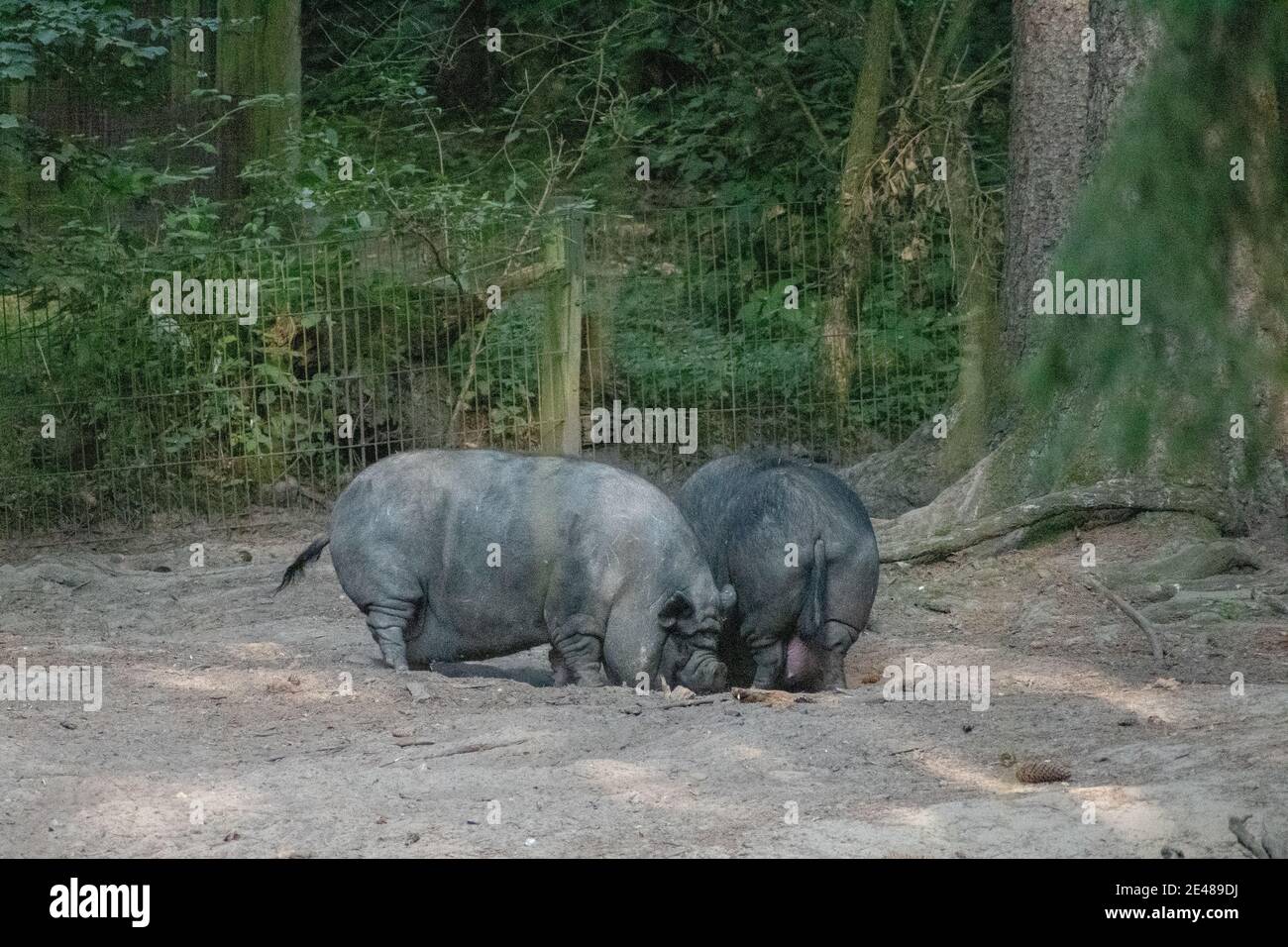 Zwei graue Wildschweine stehen nebeneinander Ein wilder Park draußen Stockfoto