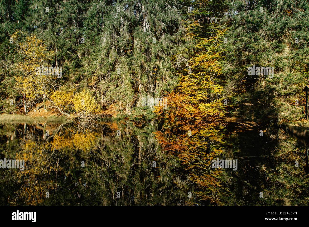 Boubin See. Spiegelung der Herbstbäume des Boubin Urwaldes, Sumava-Gebirge, Tschechische Republik.Wasserreservoir auf der Höhe von 925 m. Stockfoto