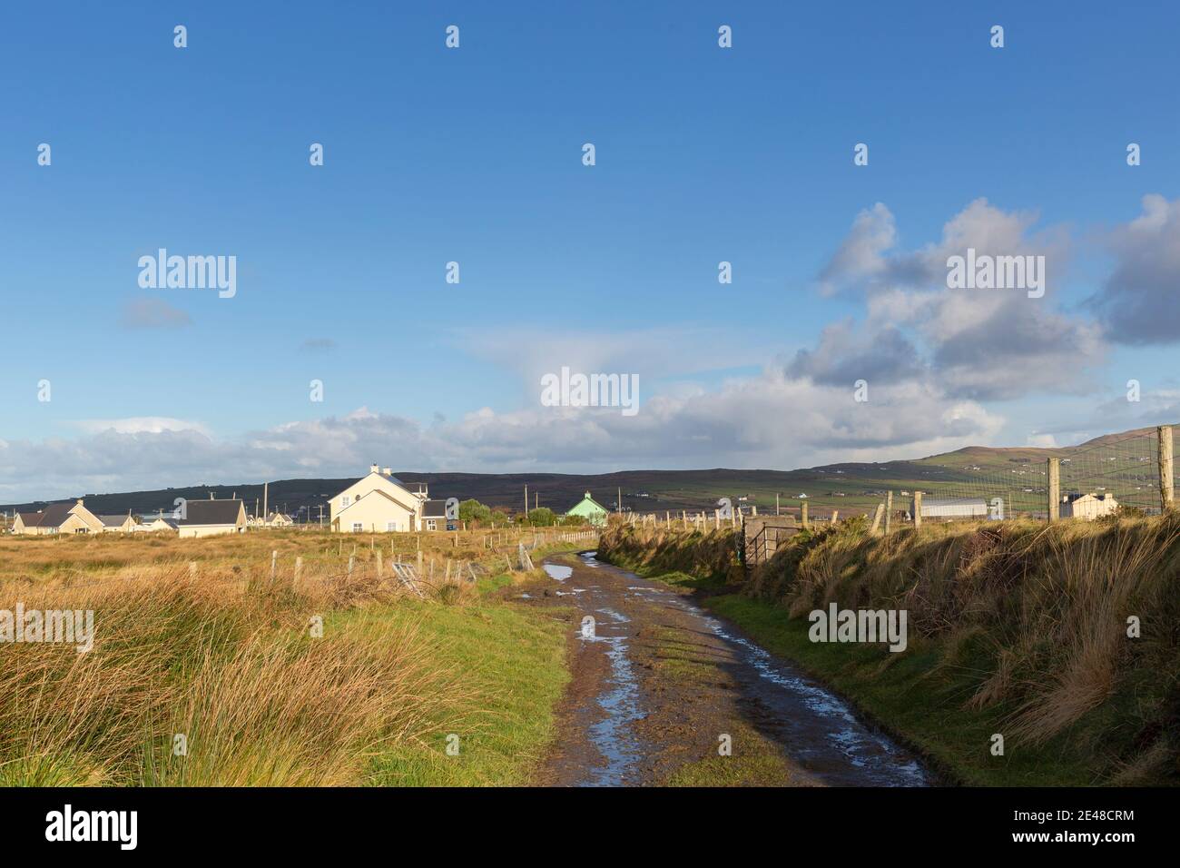 Schafe auf Feldweg Straße in der Grafschaft Kerry Irland Stockfoto