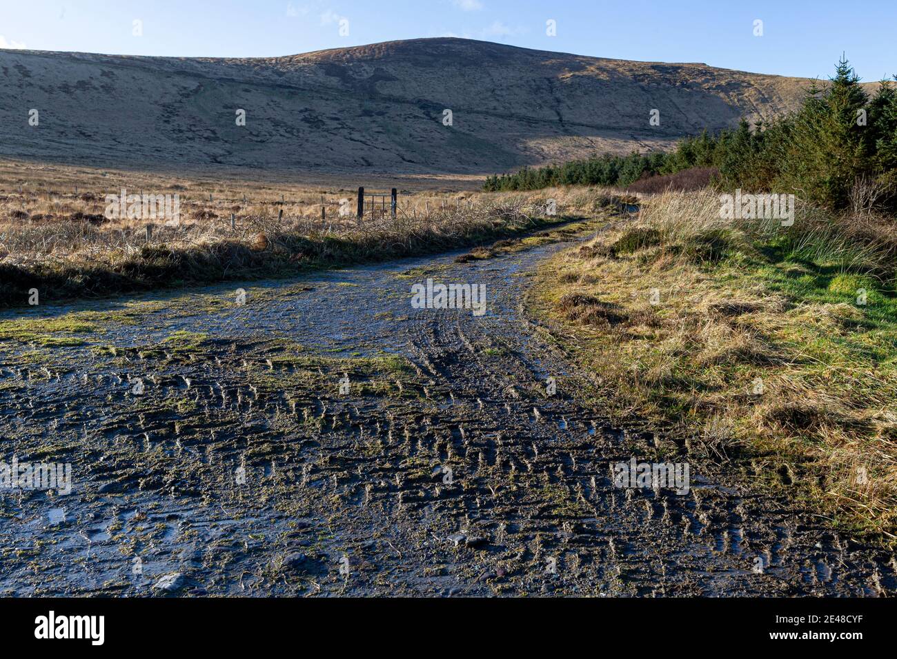 Schafe auf Feldweg Straße in der Grafschaft Kerry Irland Stockfoto
