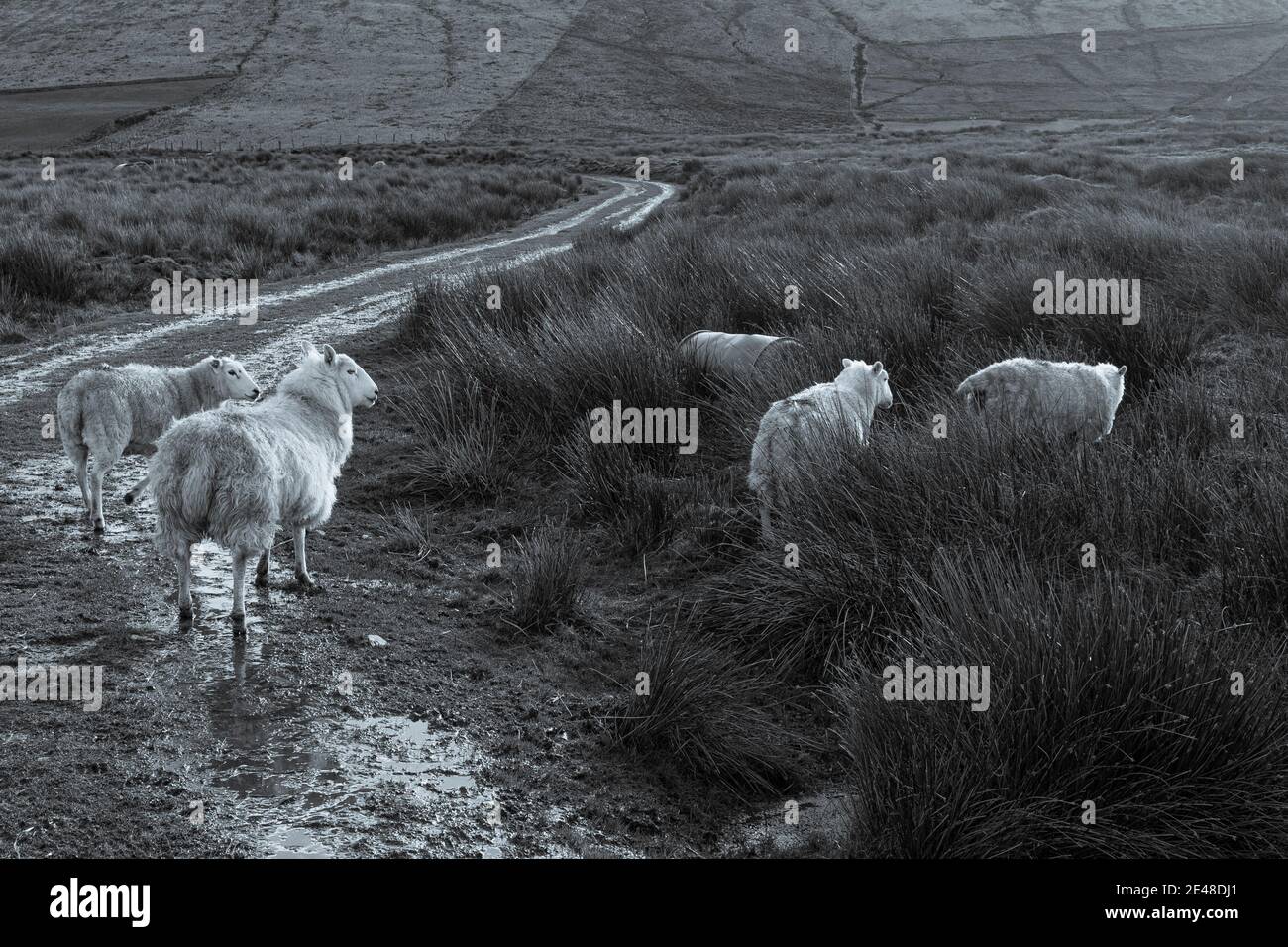 Schafe auf Feldweg Straße in der Grafschaft Kerry Irland Stockfoto
