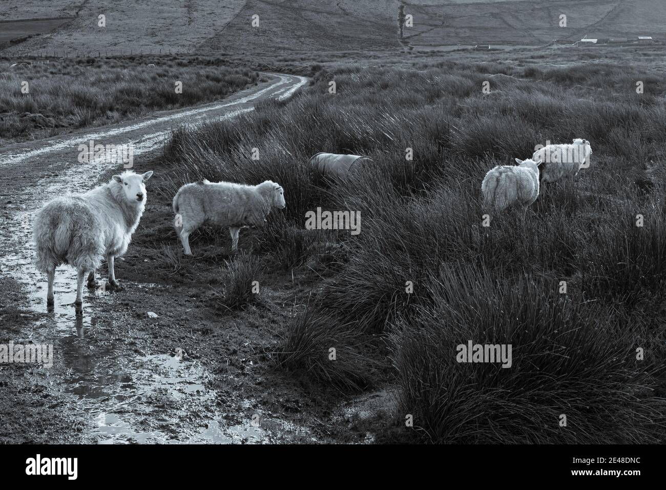 Schafe auf Feldweg Straße in der Grafschaft Kerry Irland Stockfoto