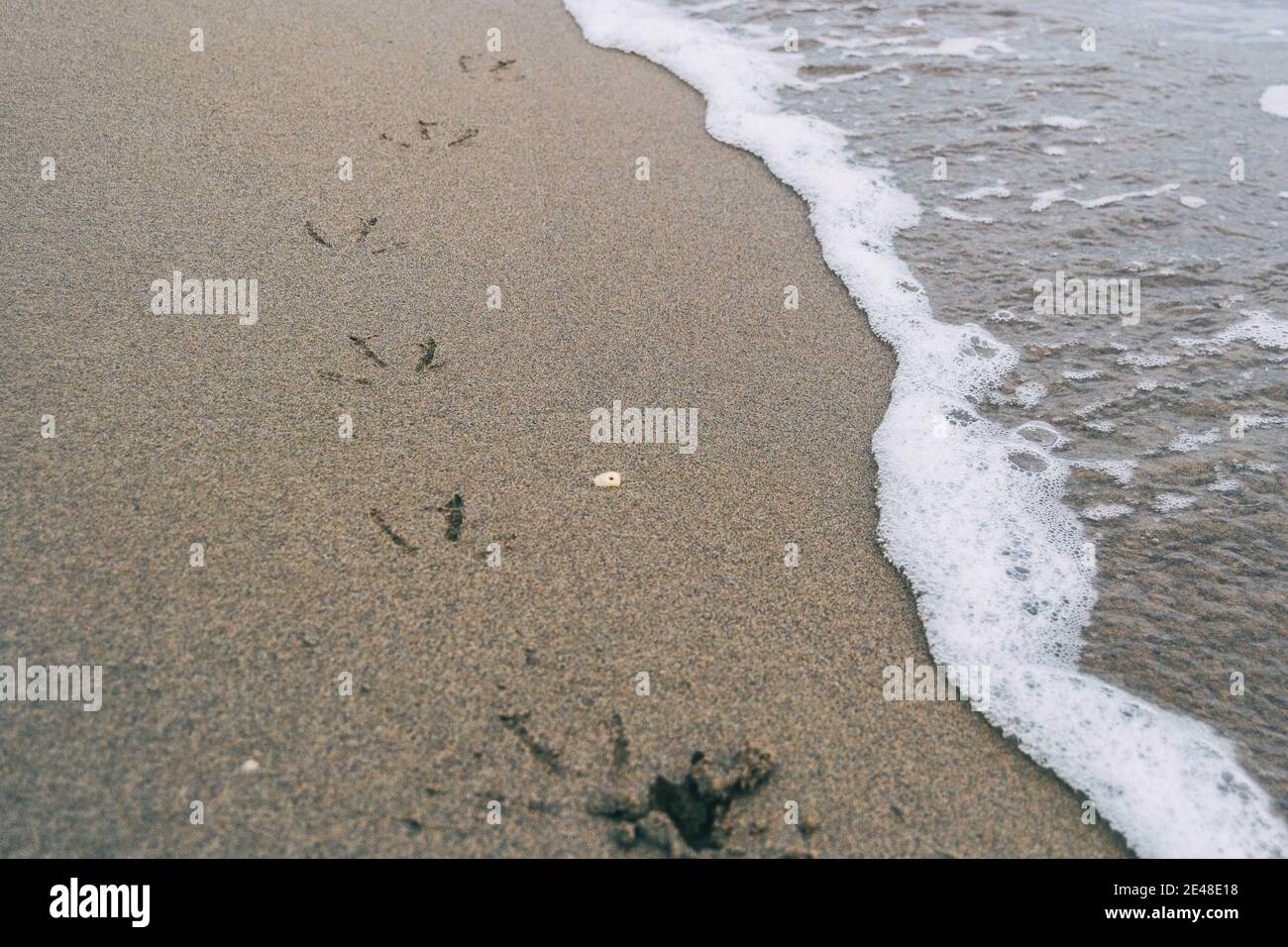 Vogelfußabdrücke im nassen Sand des Strands Die Fußabdrücke wurden von einer Meereswelle weggespült Stockfoto