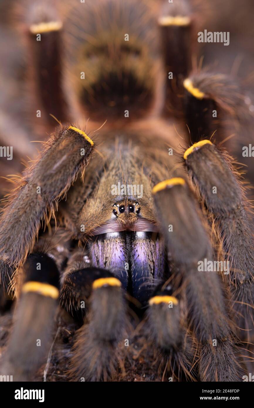 Blue Fang Tarantula Ephebopus cyanognathus, eine schöne Tarantula