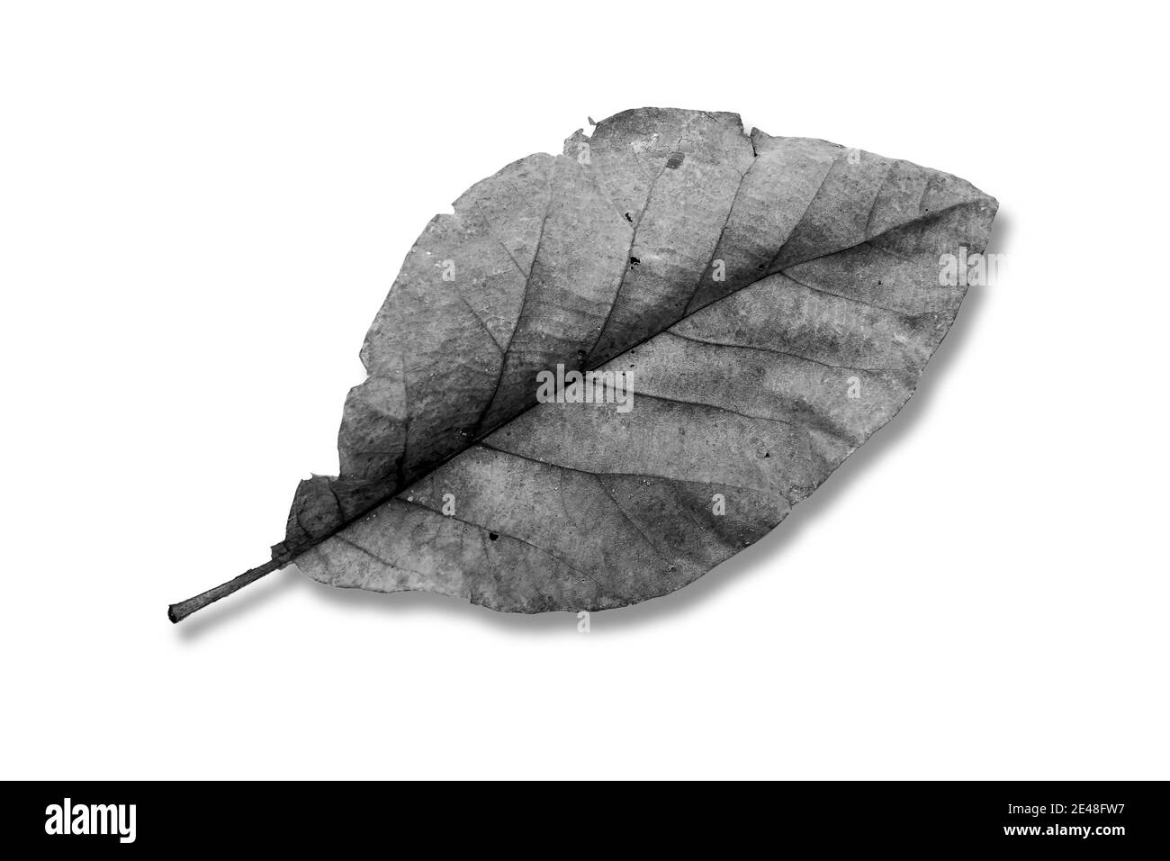 Nahaufnahme von trockenem Blatt isoliert auf weißem Hintergrund. Stockfoto