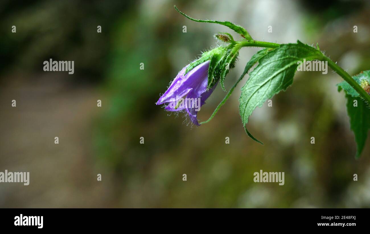 Glockenblume blüht im Garten, verschwommener Hintergrund Stockfoto
