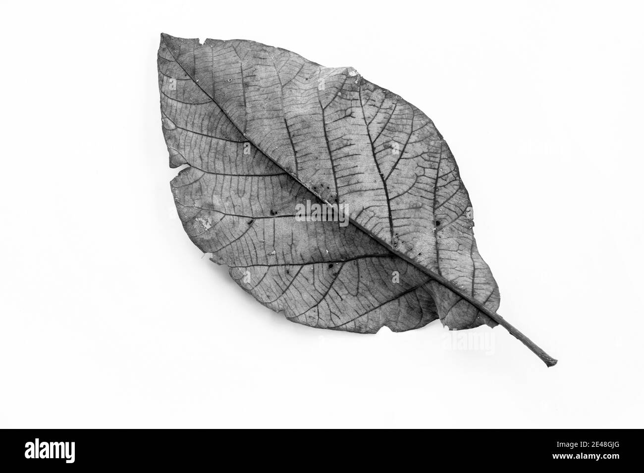 Nahaufnahme von trockenem Blatt isoliert auf weißem Hintergrund. Stockfoto