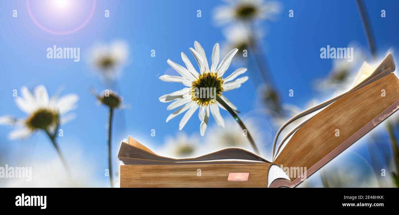 World Book Day. Offenes Buch auf sonnigem Feld mit Blumen Hintergrund. Buch ist Macht, Quelle des Wissens, Traum, Zugang zu Weisheit Konzept Stockfoto