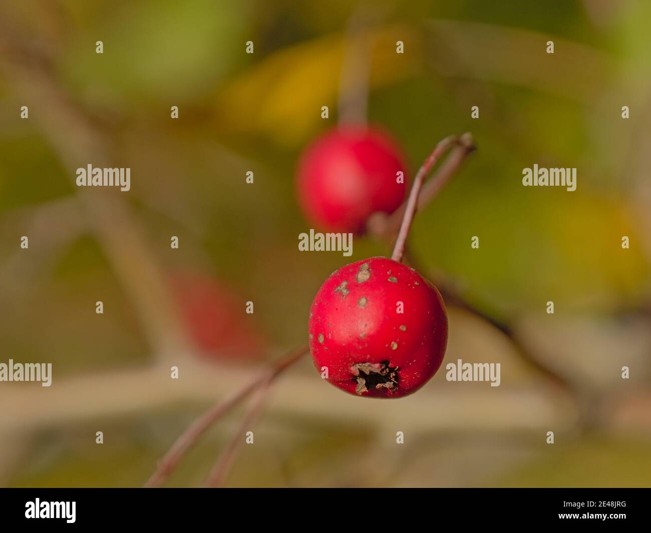 Leuchtend rote Weißdornbeeren, selektiver Fokus auf einem grünen Bokeh Hintergrund - Crataegus Stockfoto