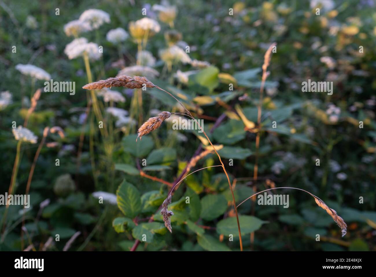 Nahaufnahme von Orchard Grass dactylus glomerata in Wiese mit magischen Helle und pastellfarbene Farben zwischen anderen Laub Stockfoto