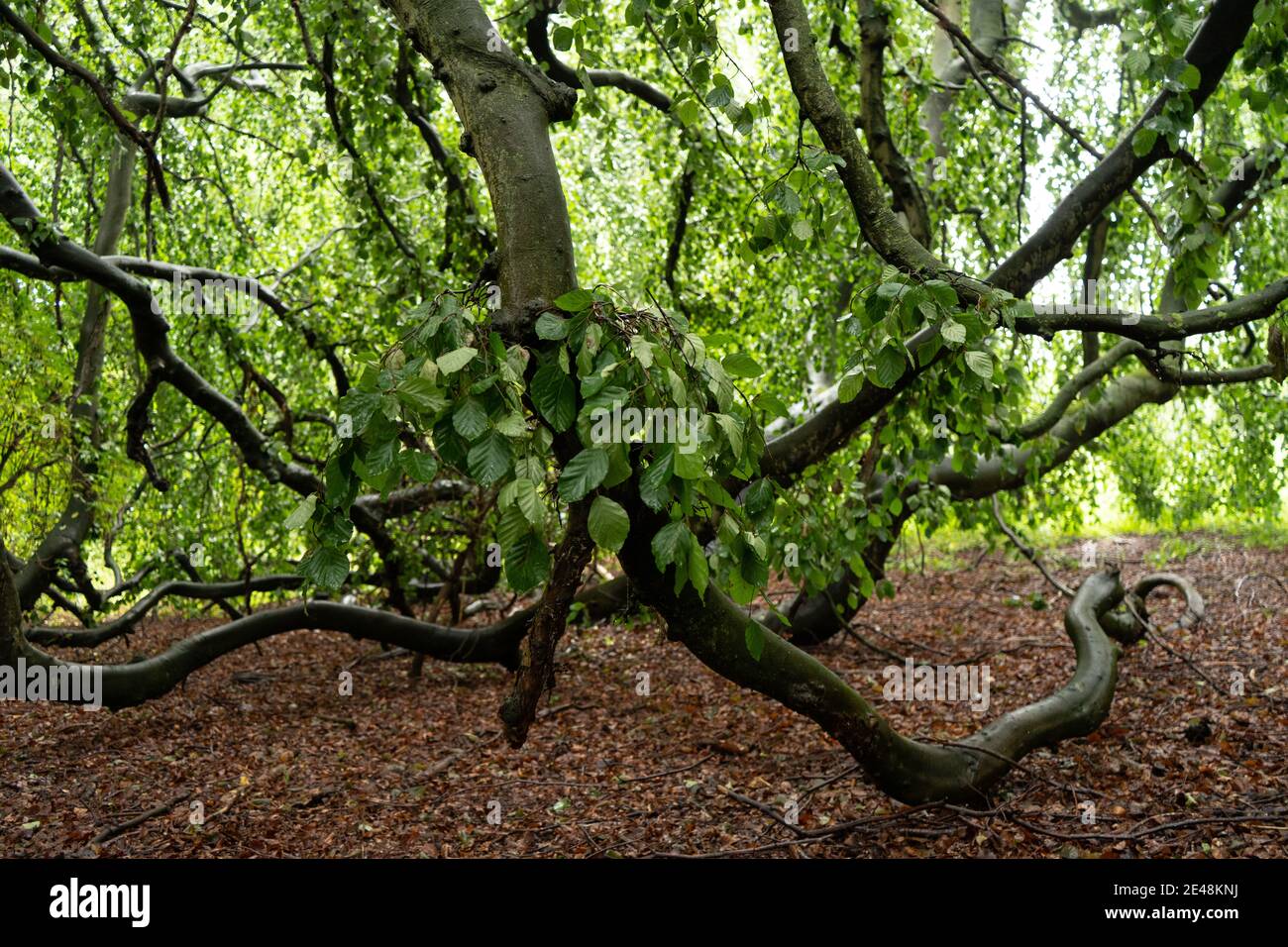 Alte weinende gewöhnliche Buchenzweige, die in Waldboden wurzeln, grüne, üppige Blätter Stockfoto