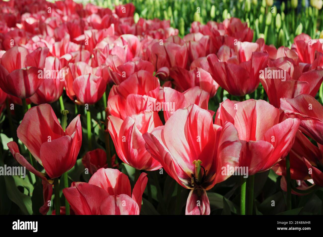 Bunte Blütenblätter von hübschen rosa Tulpen Stockfoto