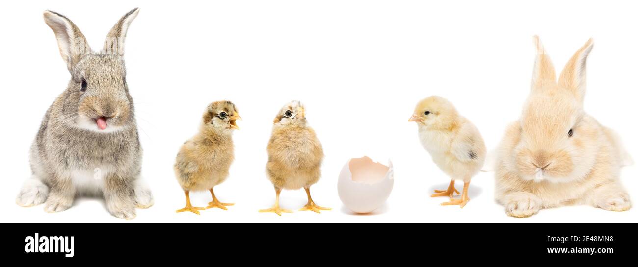 Kaninchen und Huhn mit Schale auf weißem isolierten Hintergrund, Konzept der Urlaub Ostern Stockfoto Kaninchen und Huhn mit Schale auf weißem isolierten Hintergrund, Konzept der Urlaub Ostern Stockfoto