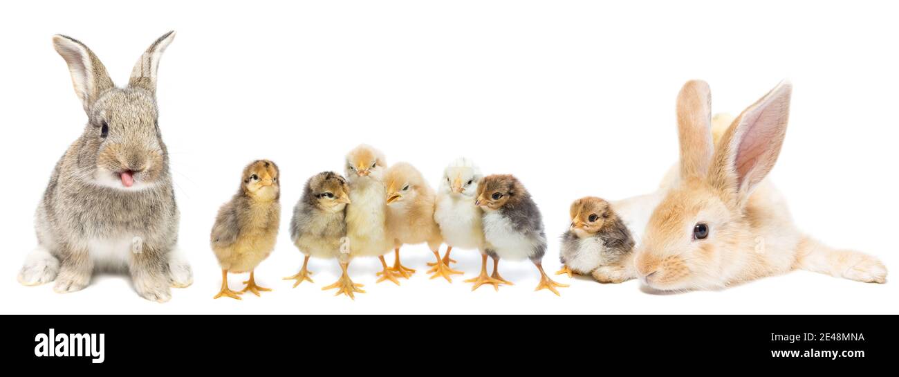 Kaninchen und Huhn mit Schale auf weißem isolierten Hintergrund, Konzept der Urlaub Ostern Stockfoto Kaninchen und Huhn mit Schale auf weißem isolierten Hintergrund, Konzept der Urlaub Ostern Stockfoto