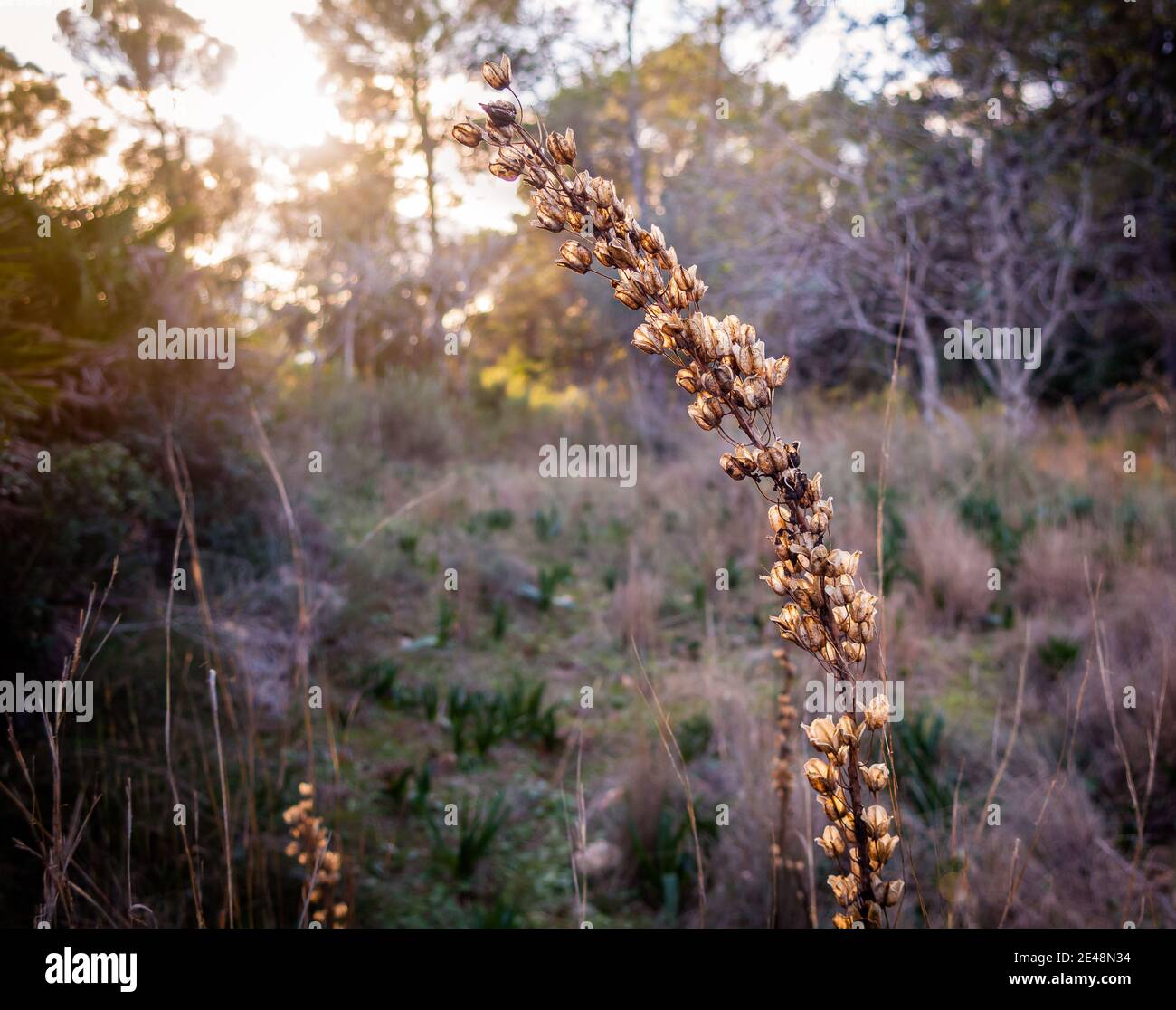 Wilde Blumen im Wald im Sonnenuntergang Stockfoto