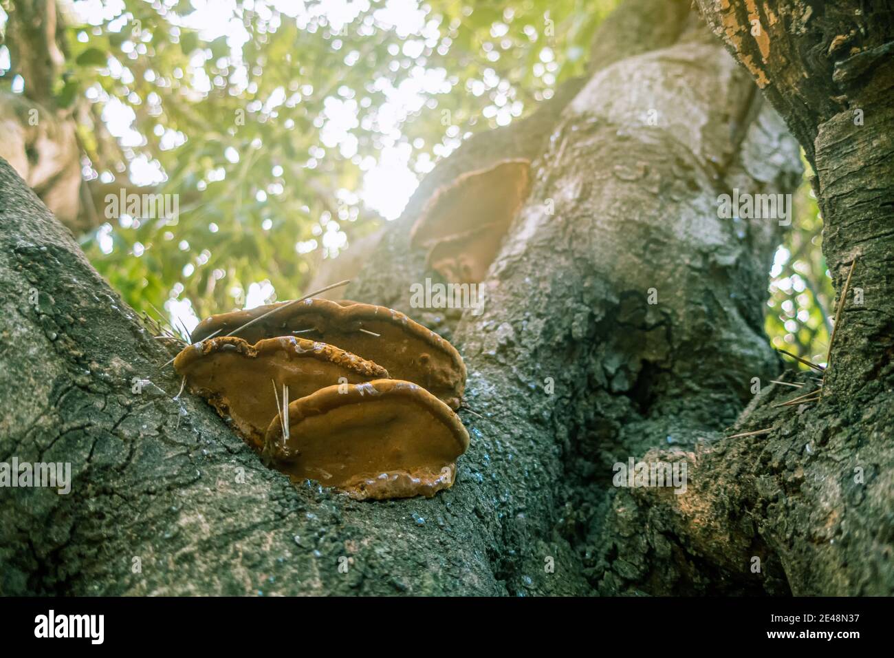 Orange Wildpilze auf einem Baumstamm Stockfoto