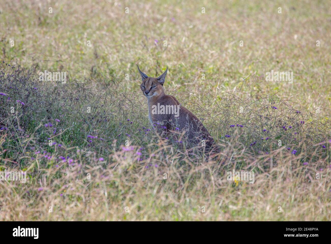 Caracal ruht im Gras und beobachtet die Jagd. Stockfoto