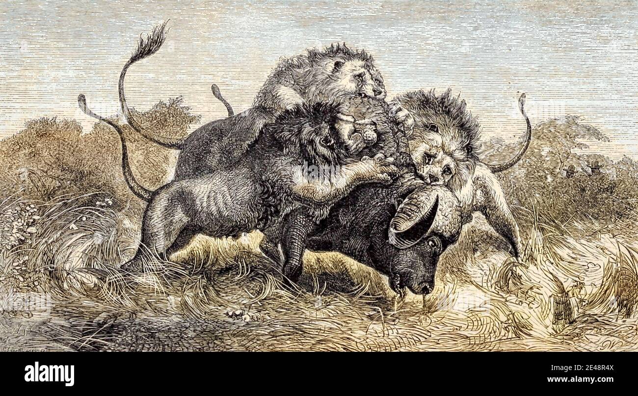 Machine Colorized Three Lions versucht, einen Buffalo aus dem Buch "Missionary Travels and Researches in South Africa" einschließlich sechzehn Jahre Aufenthalt im Inneren von Afrika zu ziehen. Von Dr. David Livingstone Veröffentlicht in New York von Harper & Brothers 1858 Stockfoto