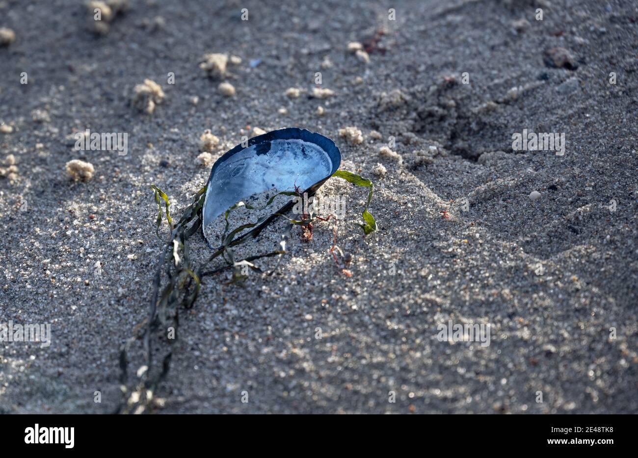 Leere Muschelschale und Algen im Sand am Ostseestrand, Konzept für Tourismus versus Umweltschutz, Kopierraum, selecte Stockfoto