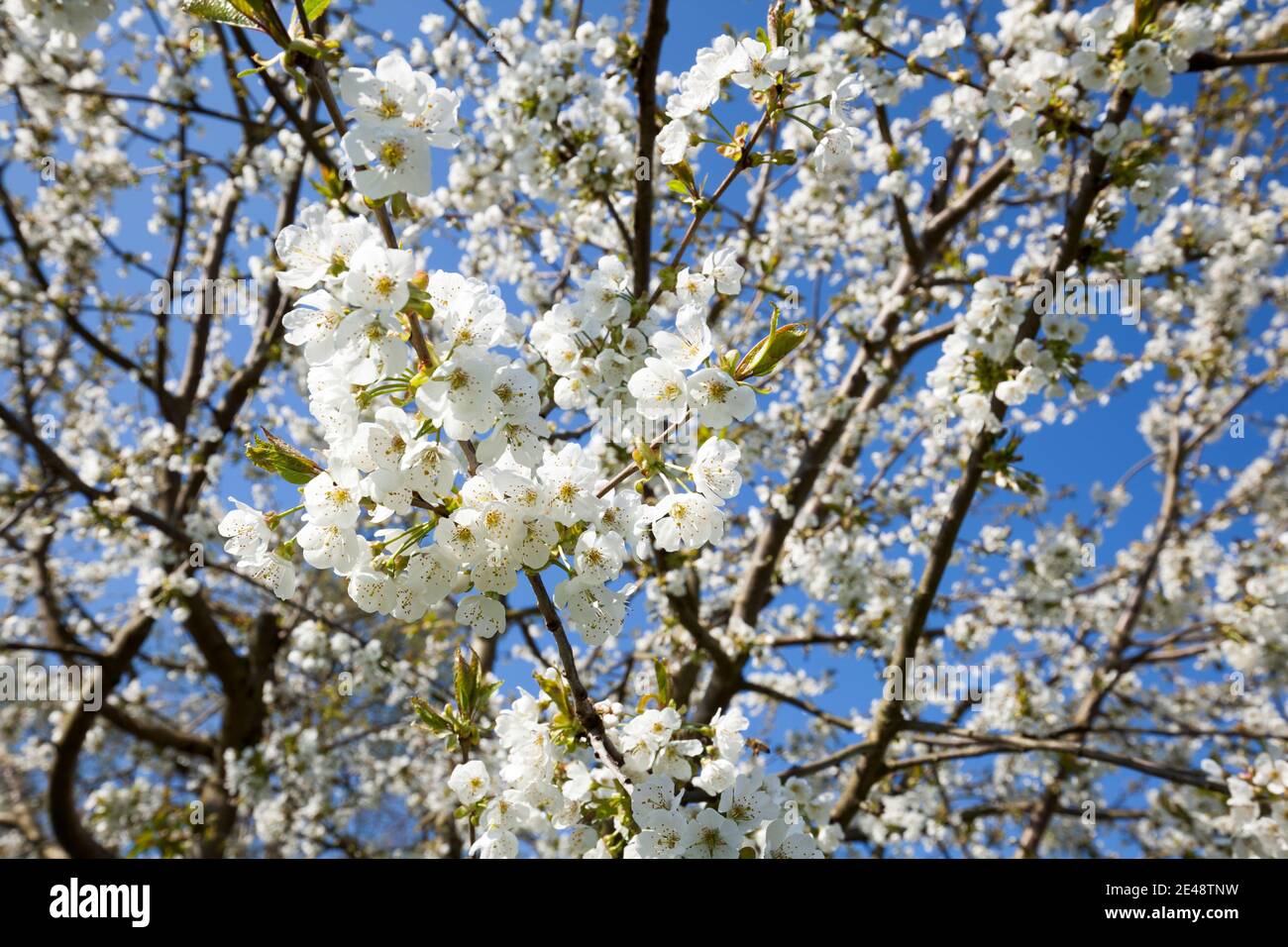 Kirschblüte in Hagen am Teutoburger Wald, Osnabrücker Land Stockfoto