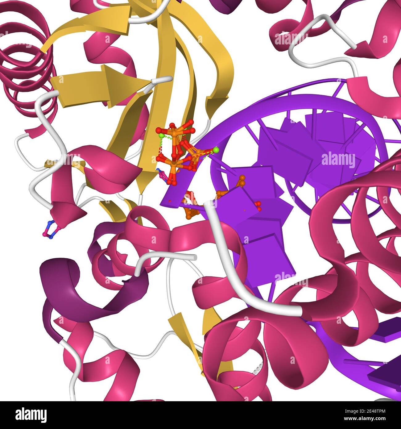 Dna polymerase beta Fotos und Bildmaterial in hoher Auflösung Alamy