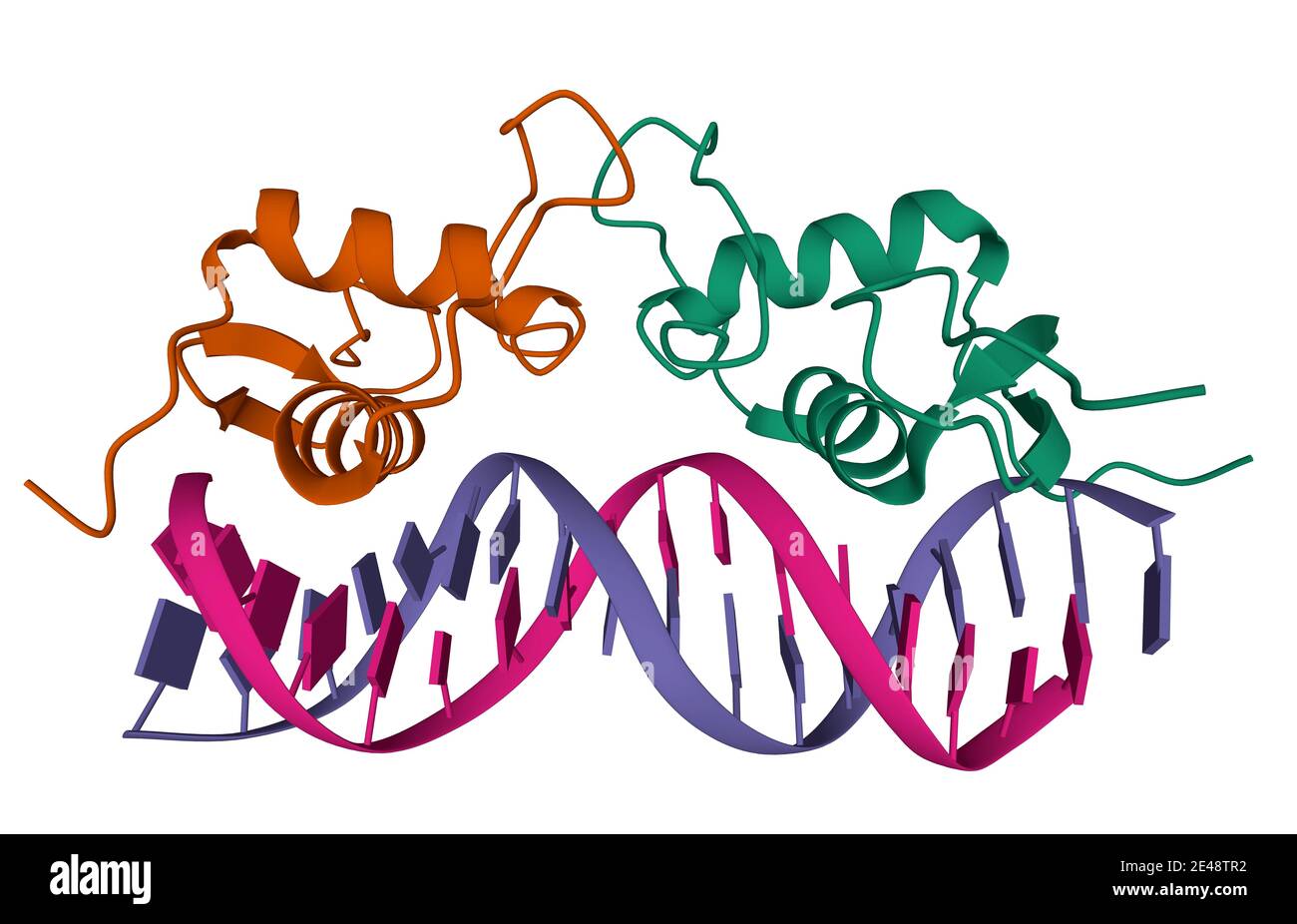 Struktur des Progesteron-Rezeptor-DNA-Komplexes, 3D-Cartoon-Modell, weißer Hintergrund Stockfoto