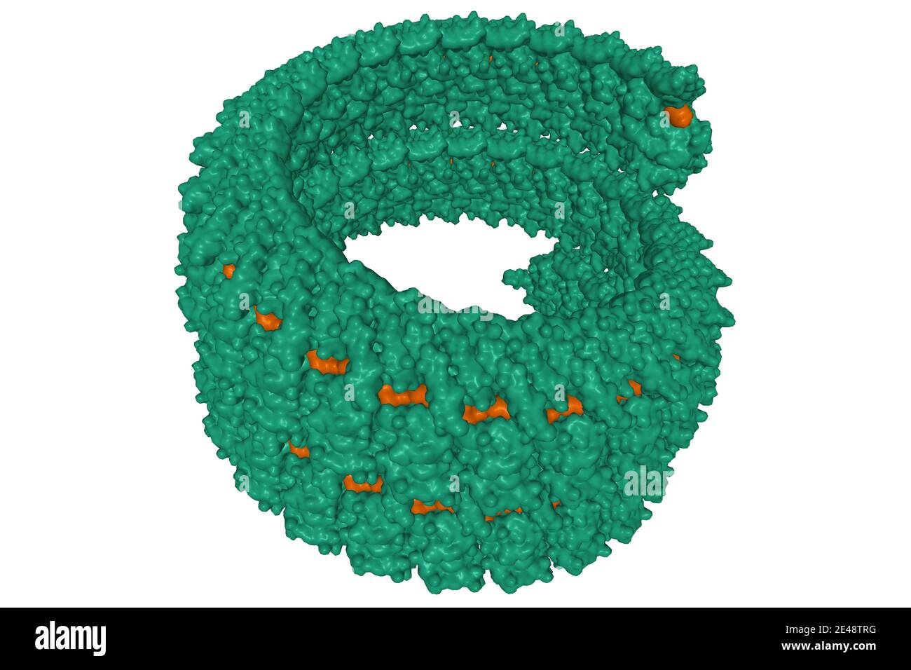 Ebola Virus Nukleoprotein(grün)-RNA(braun) Komplex, 3D Gauß Oberflächenmodell isoliert, weißer Hintergrund Stockfoto