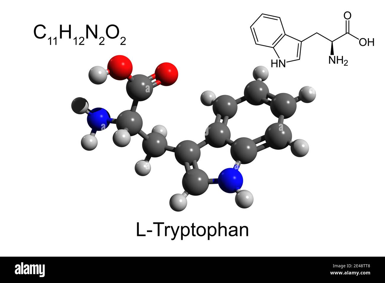 Chemische Formel, Skelettformel und 3D-Ball-und-Stick-Modell von L-Tryptophan, eine essentielle Aminosäure, weißer Hintergrund Stockfoto